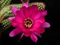 Thumbnail of 2124_Chamaecereus Hybride violett_20200423(1).JPG